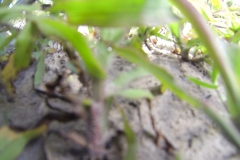 untitled-519-of-1003